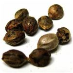 Семена марихуаны АК-47  (Seeds AK-47) в Саратове